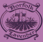 Norfolk Lavender